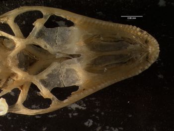 Media type: image;   Herpetology R-132042